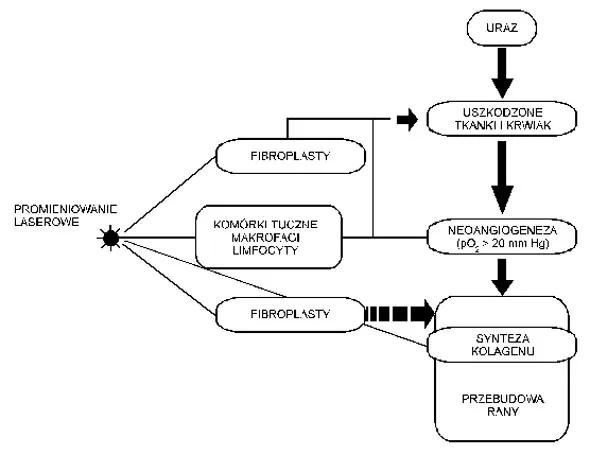 schemat działania lasera na poziomie komórkowym rehabilitacja