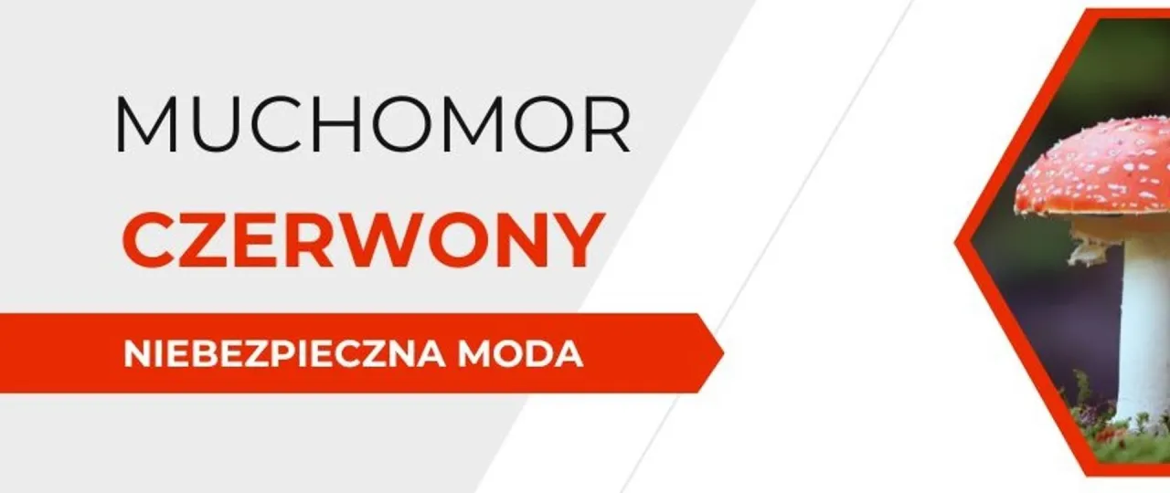 Grzyby halucynogenne definicja i rodzaje