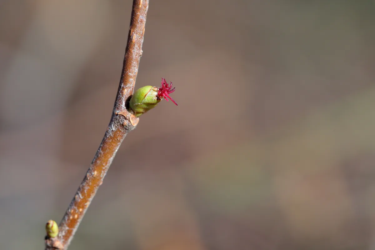 Kwiaty męskie i żeńskie leszczyny