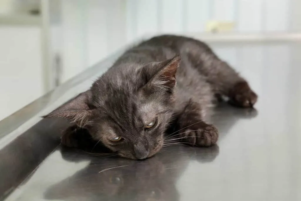 objawy zarobaczenia kota