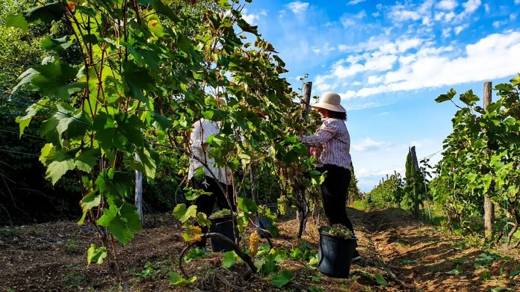 Winobranie Rtveli Kachetia