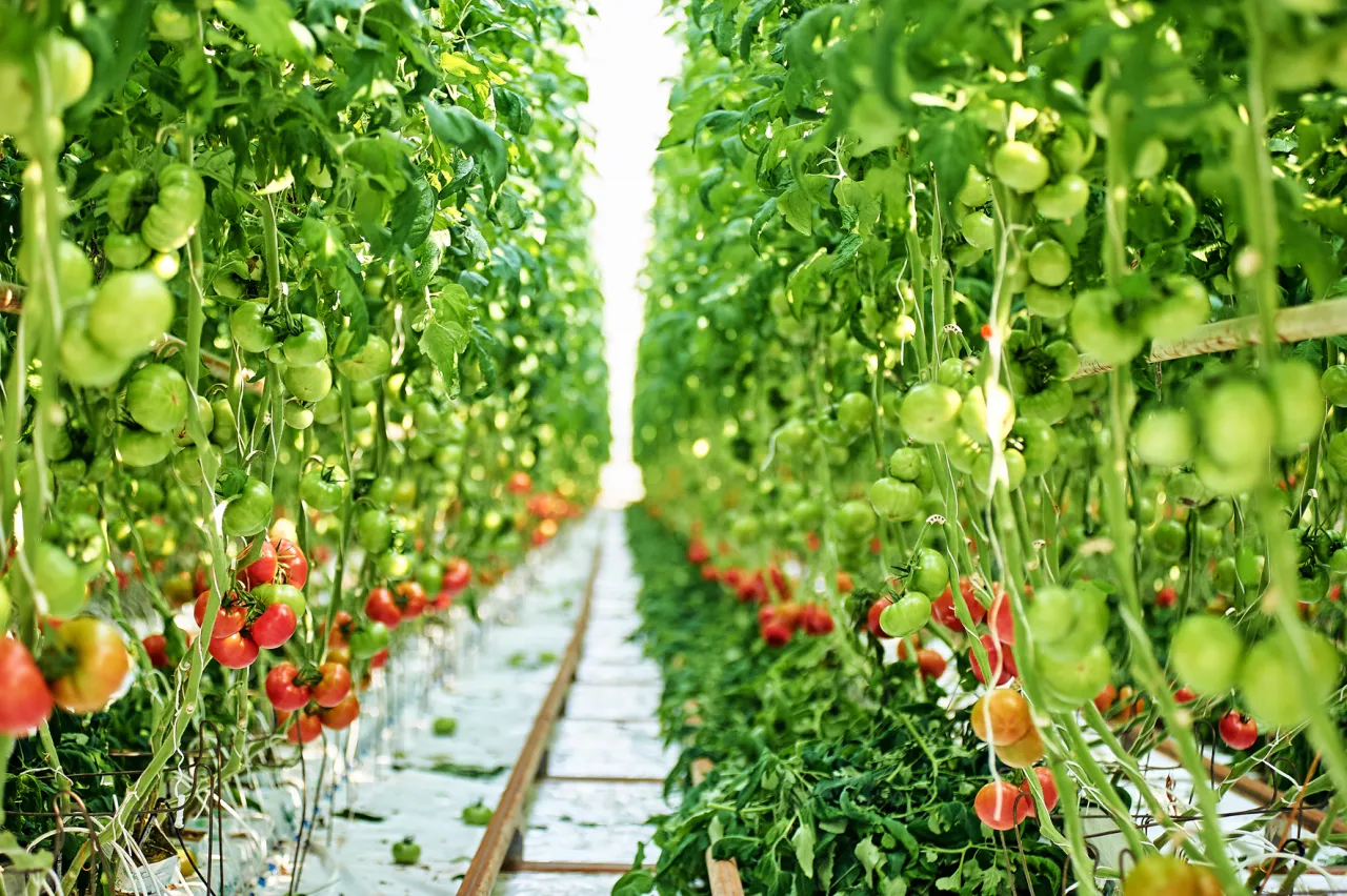 Rzędy dojrzewających pomidorów w szklarni. Czy konie mogą jeść pomidory? Nie, to nie jest dla nich bezpieczne.