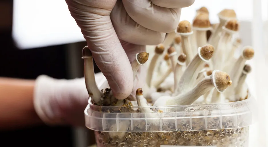 Badania kliniczne psylocybina depresja