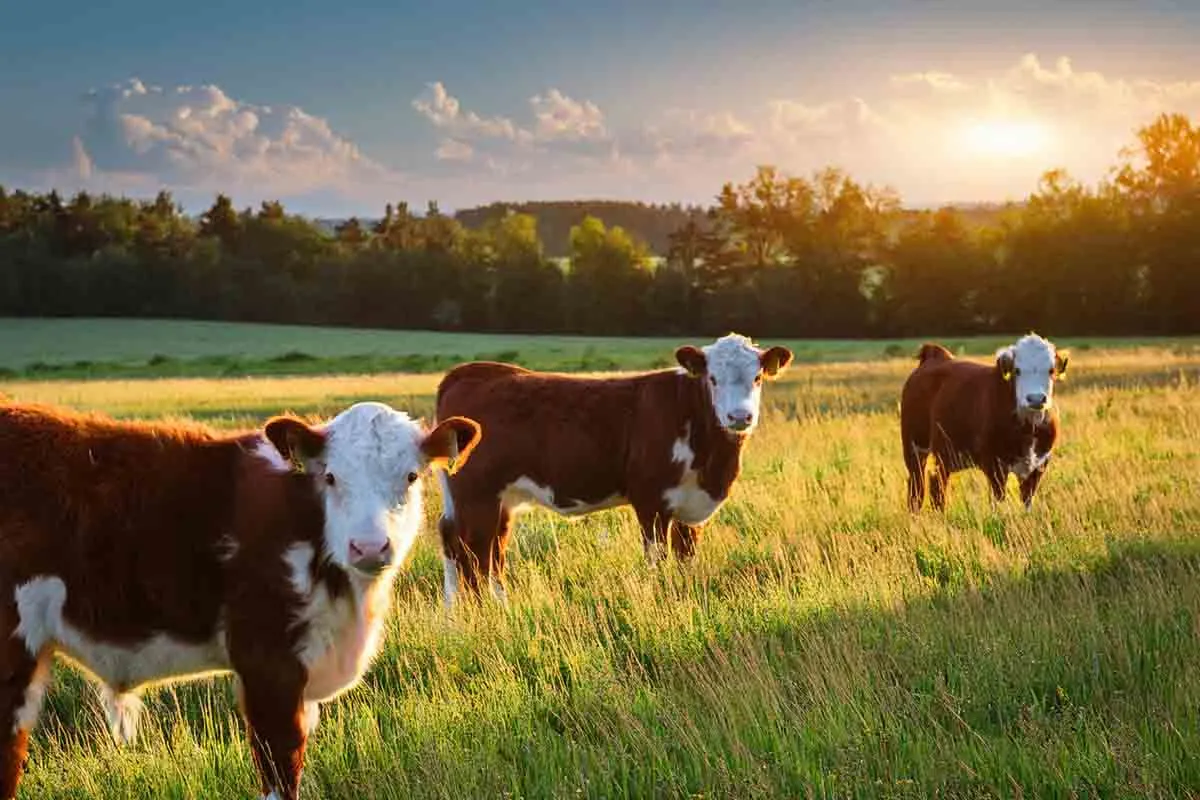 Trzy krowy rasy hereford pasące się na łące o zachodzie słońca.
