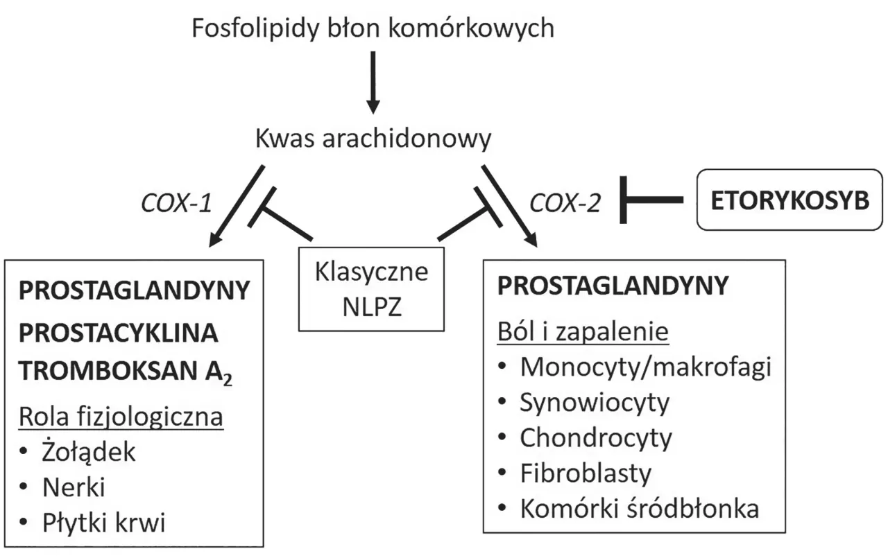 mechanizm działania NLPZ uszkodzenie żołądka