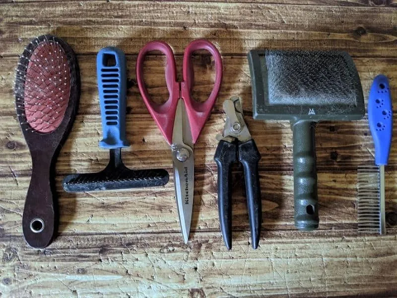 Border collie puppy grooming tools