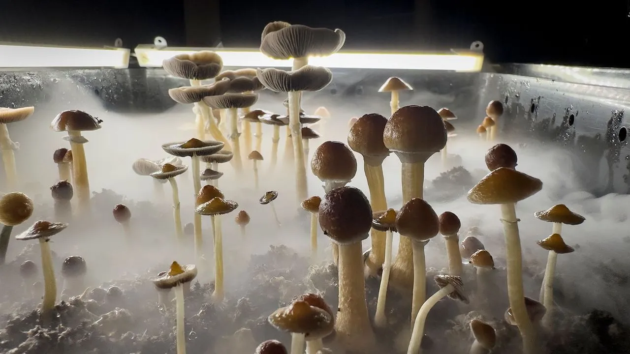 psilocybin therapy research Norway