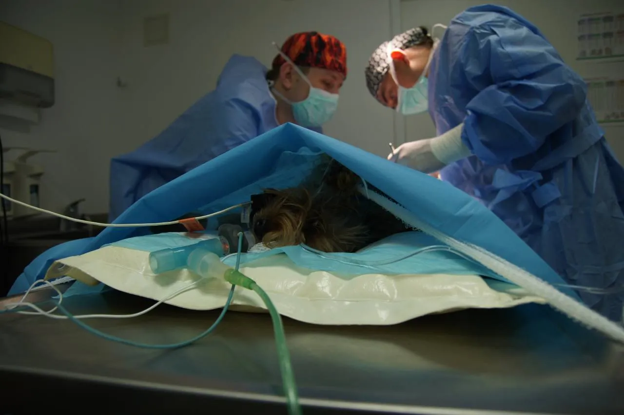 Operacja kolana psa techniki chirurgiczne