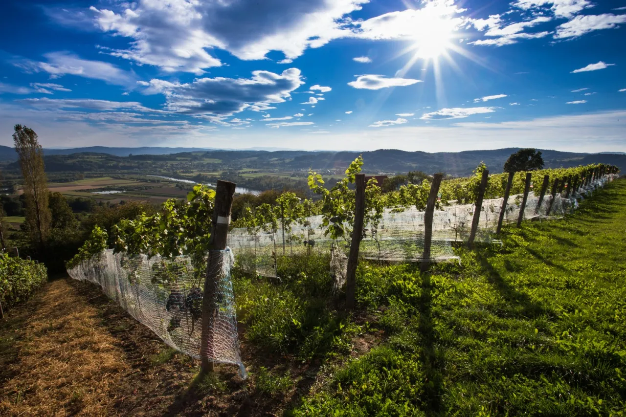 Słoneczny dzień nad plantacją winogron. W oddali widać dolinę rzeki i wzgórza.