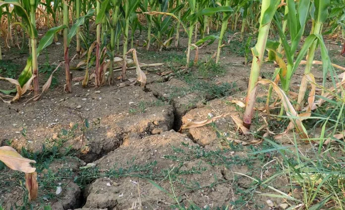 Susza w polskim rolnictwie skutki