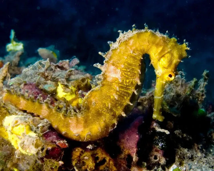 pławikonik krótkopyski