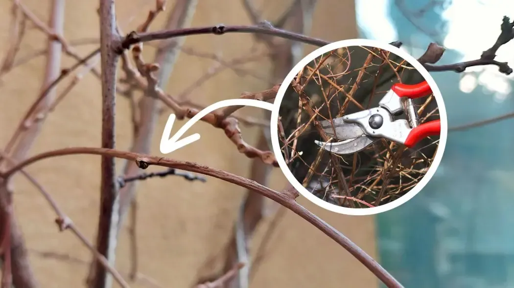 przycinanie kiwi zimą