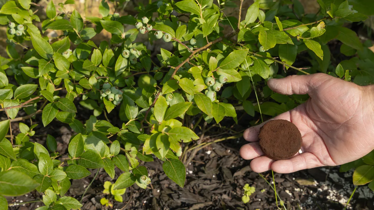 Wariacje na temat ciastek z fusów kawowych