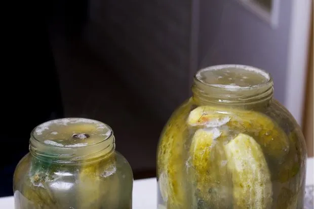 Nieudane og&oacute;rki kiszone, zepsute og&oacute;rki, pleśń na og&oacute;rkach