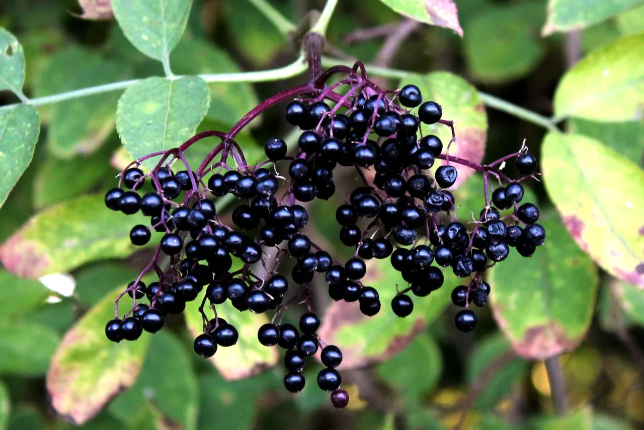 Krzew czarnego bzu z dojrzałymi, ciemnymi owocami. Sok z czarnego bzu właściwości zdrowotne zawdzięcza tym właśnie jagodom.