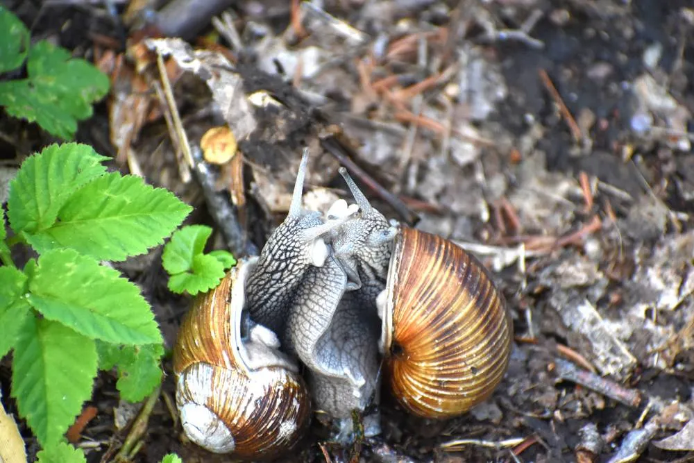 ślimaki gody strzałka miłosna