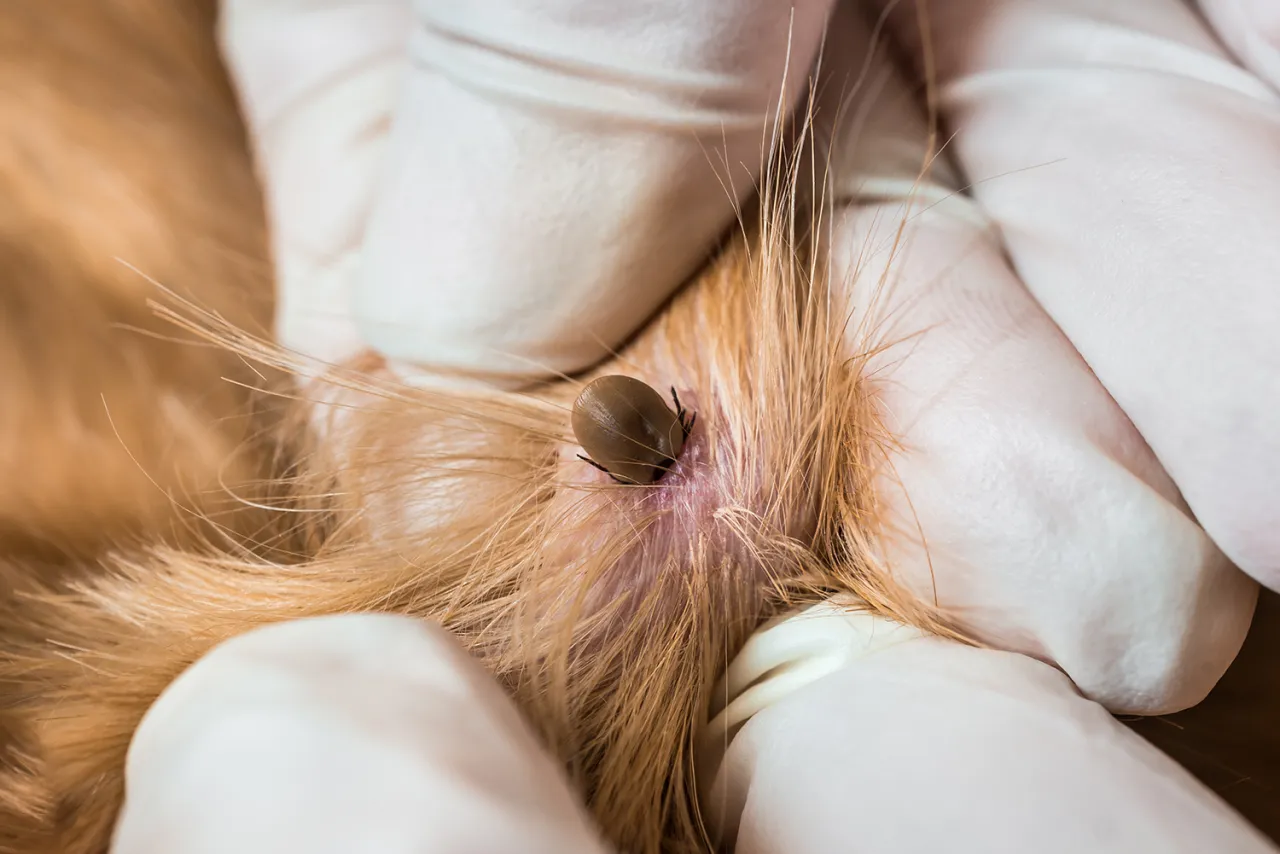 Pies z paraliżem kleszczowym objawy