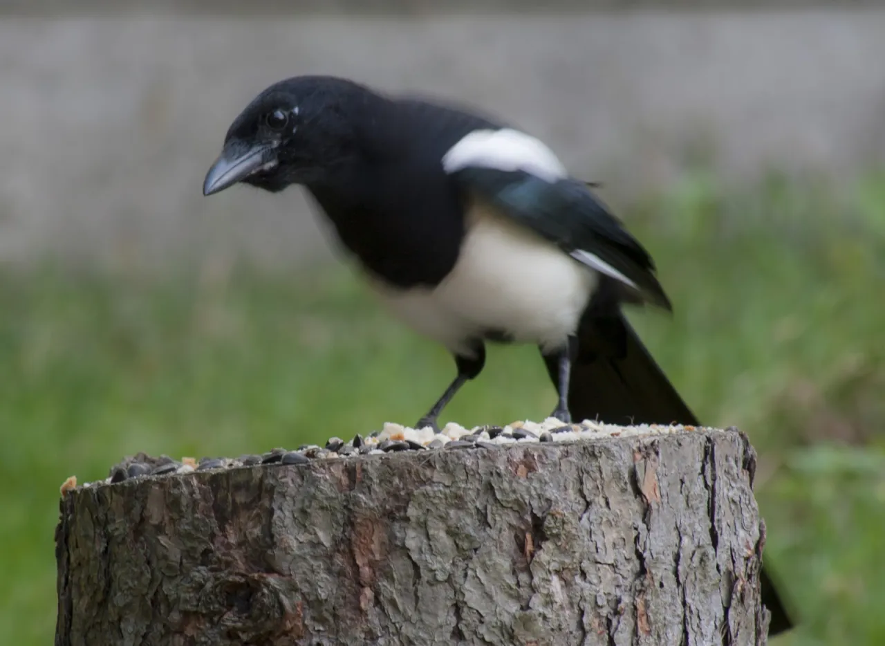 sroka w gnieździe z młodymi