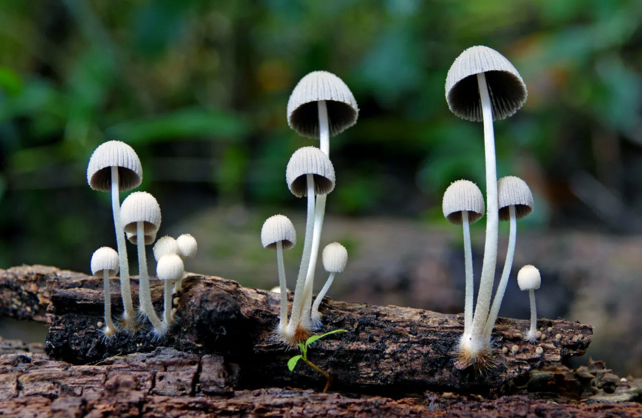 Psilocybe cubensis odmiany