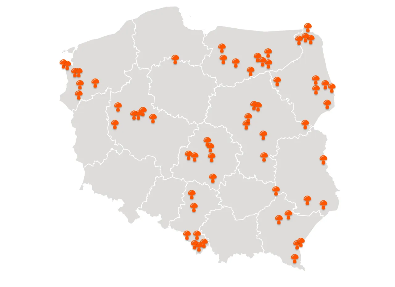 Grzybobranie w lesie, ludzie z koszykami