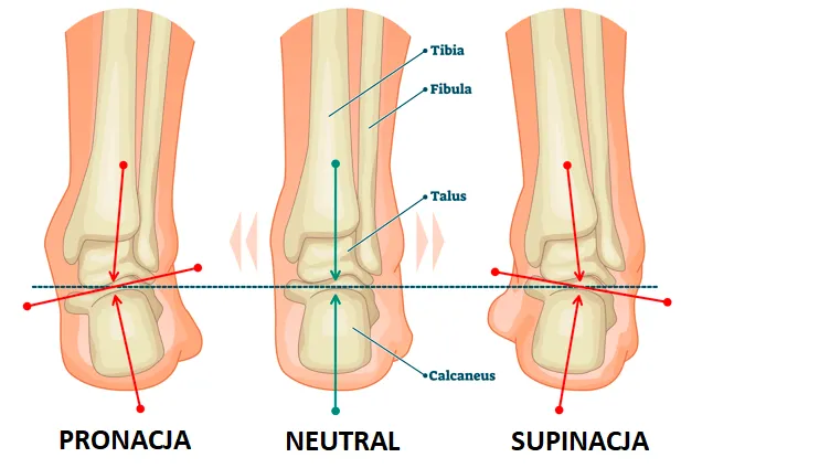 pronacja supinacja stopa neutralna grafika