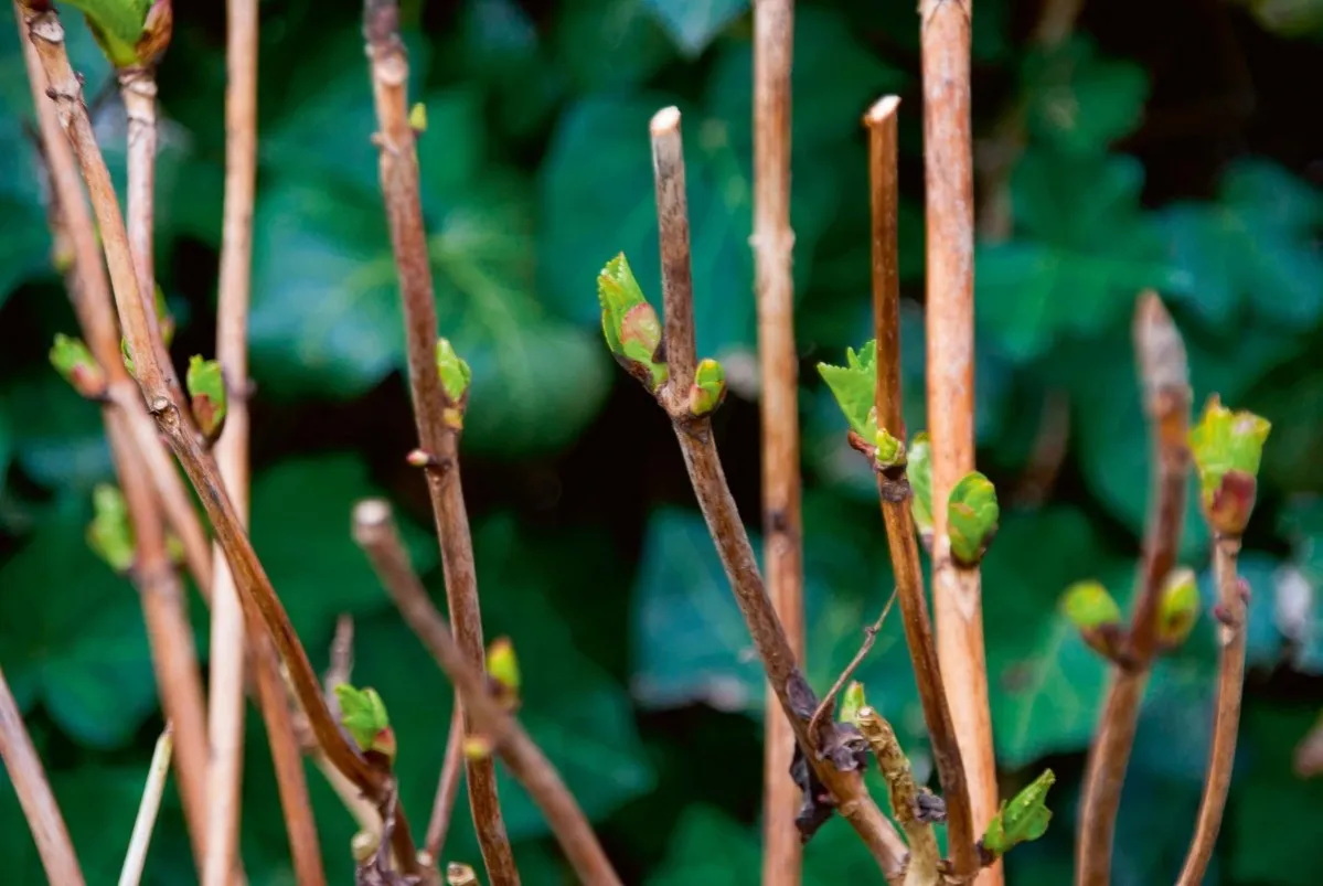Pąki hortensji ogrodowej wiosną