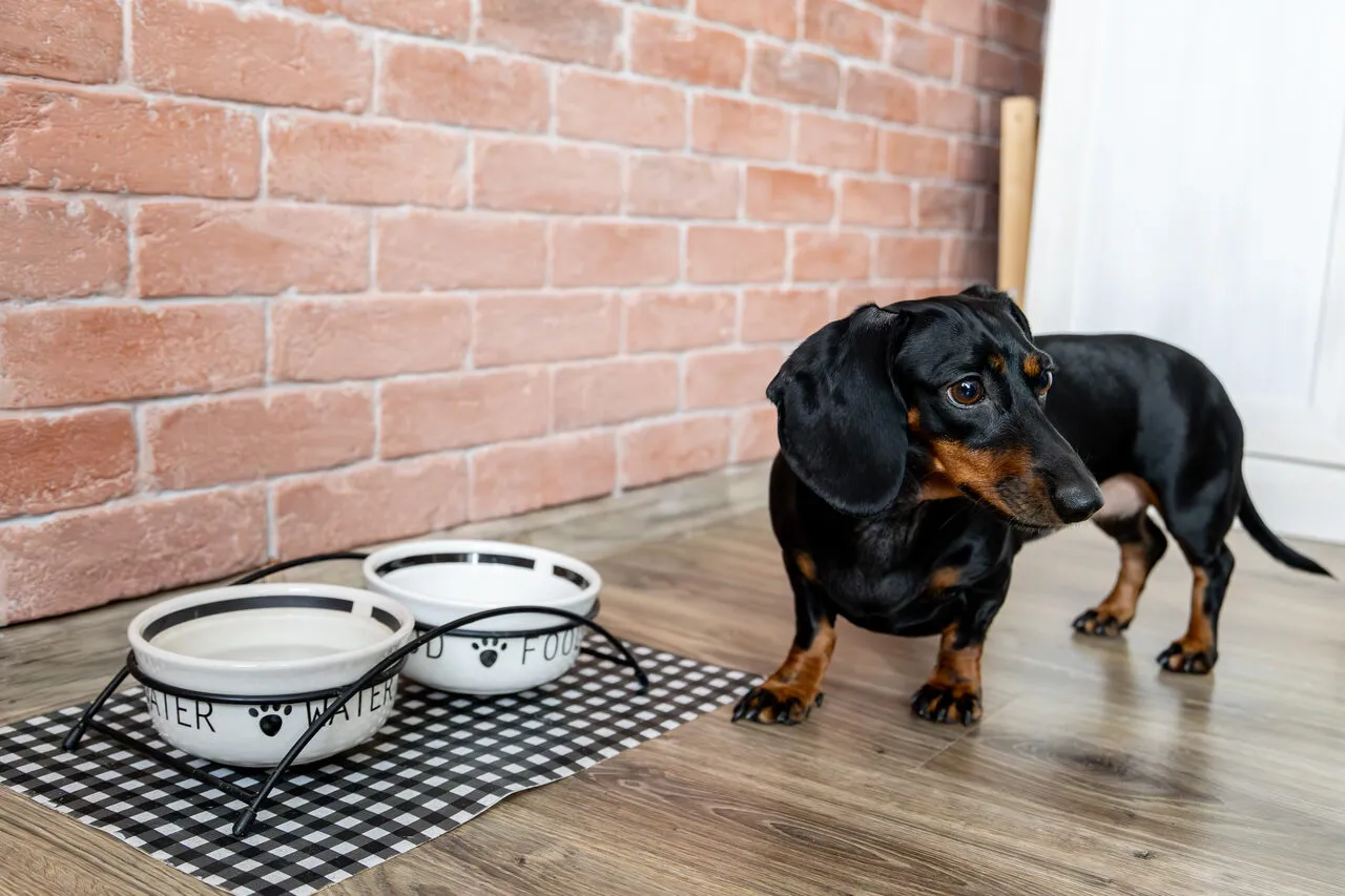 pies z alergią sk&oacute;rną vs pies z problemami trawiennymi