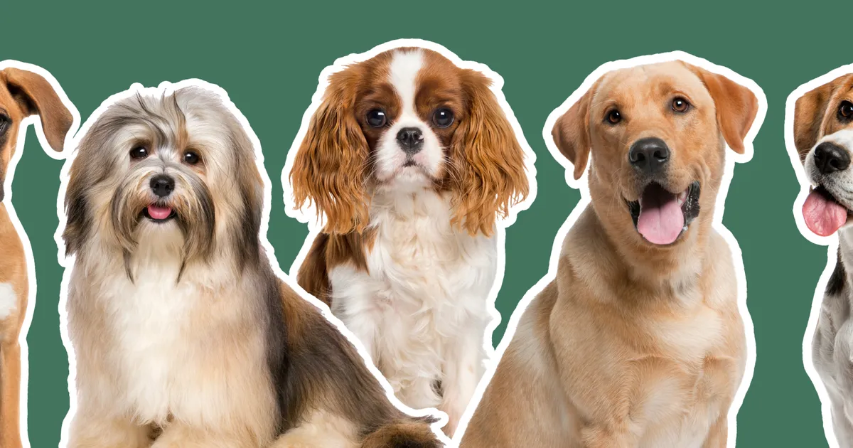 Kolaż zdjęć r&oacute;żnych ras ps&oacute;w idealnych dla dzieci (Golden Retriever, Labrador Retriever, Cavalier King Charles Spaniel, Nowofundland)