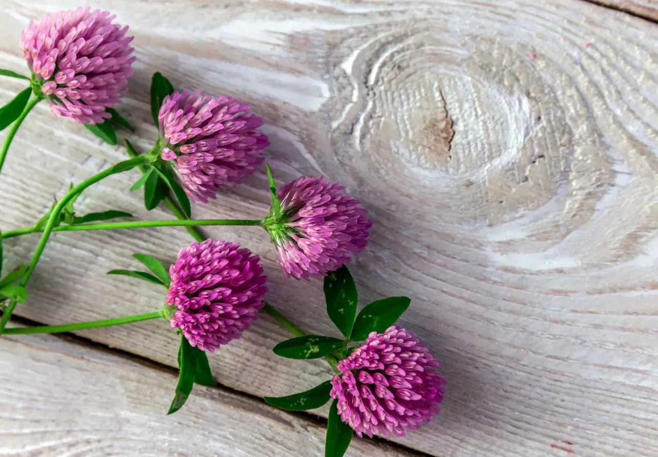 Czerwona koniczyna identyfikacja