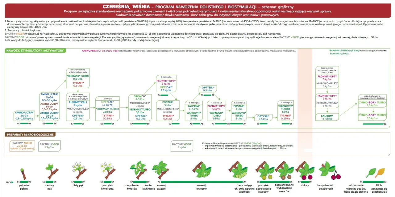 tabela wartości odżywczych czereśni infografika