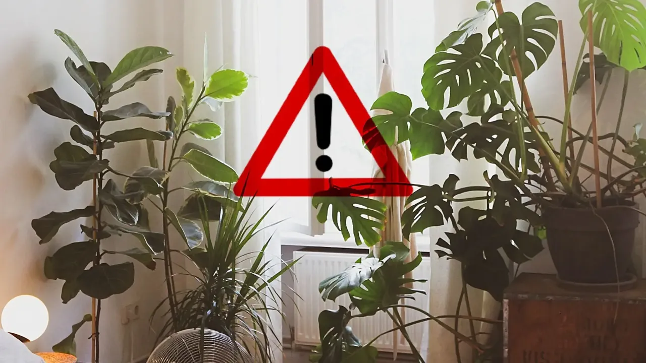 Rośliny doniczkowe niebezpieczne w sypialni