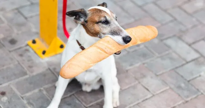 pies jedzący chleb, pies z nadwagą