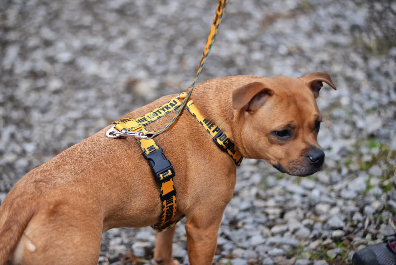 Opiekun przygotowujący psa do spaceru w szelkach typu guard