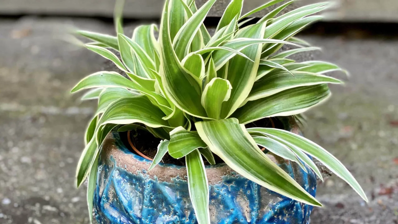 zielistka problemy pielęgnacyjne