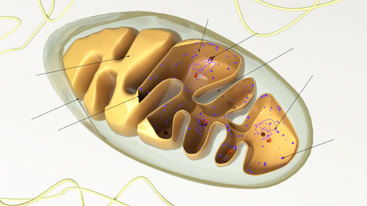 Schemat budowy mitochondrium z opisem