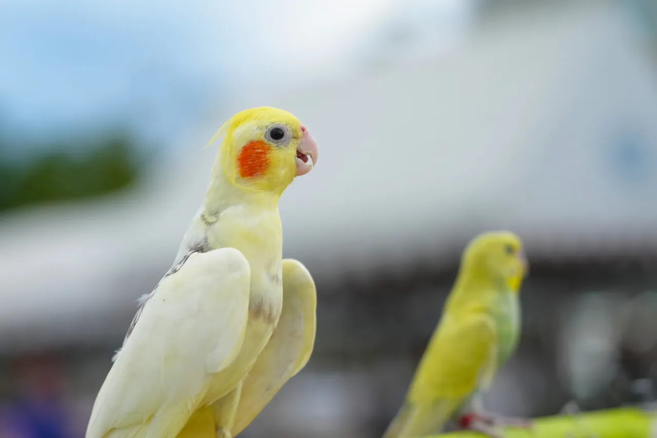 zabezpieczenie okien dla papugi