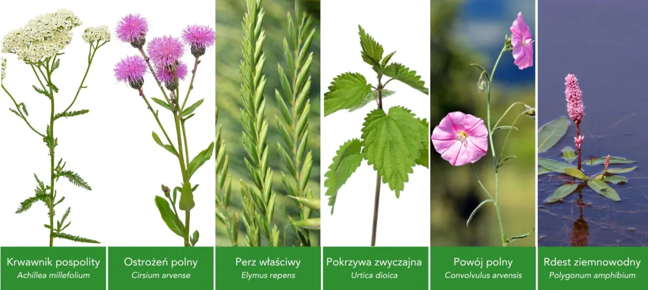 Zdjęcie Purpurowe chwasty w zbożu i ogrodzie: jak rozpoznać i zwalczyć?