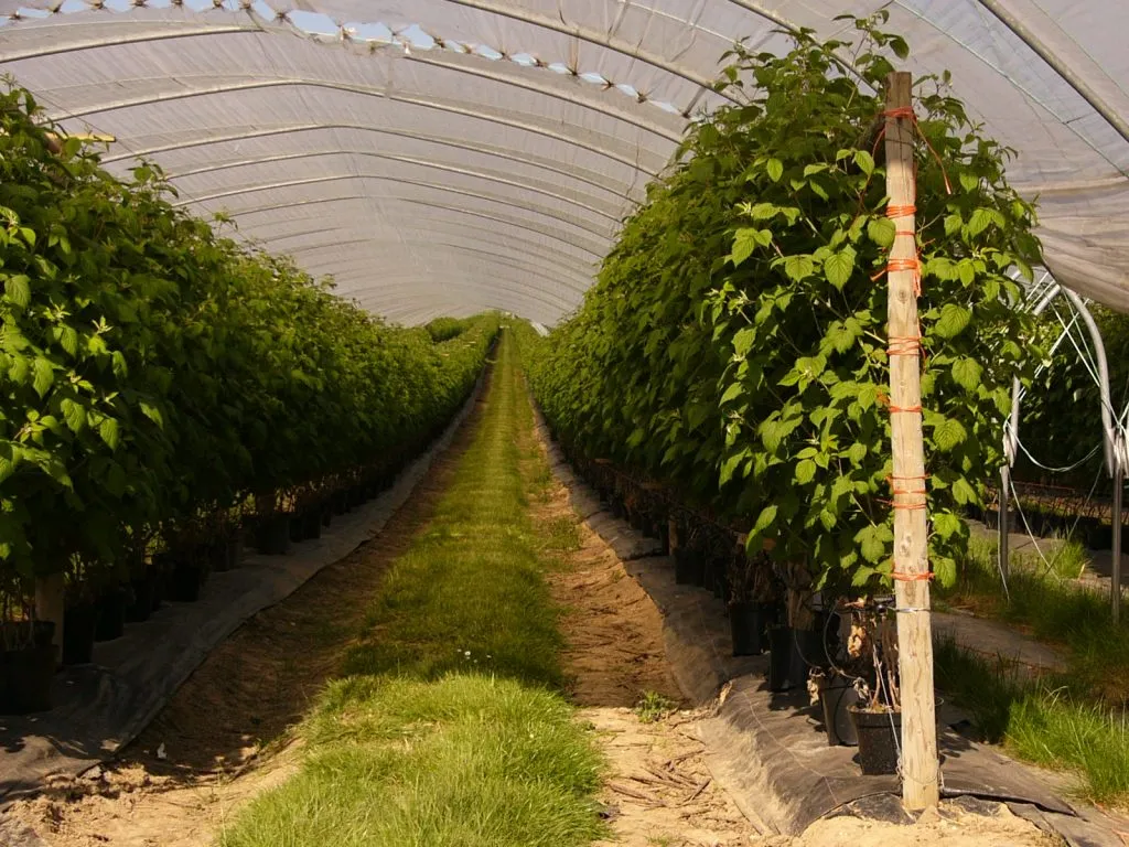 Przygotowanie stanowiska pod maliny