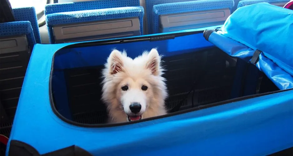 pies w pociągu z transporterem i na smyczy