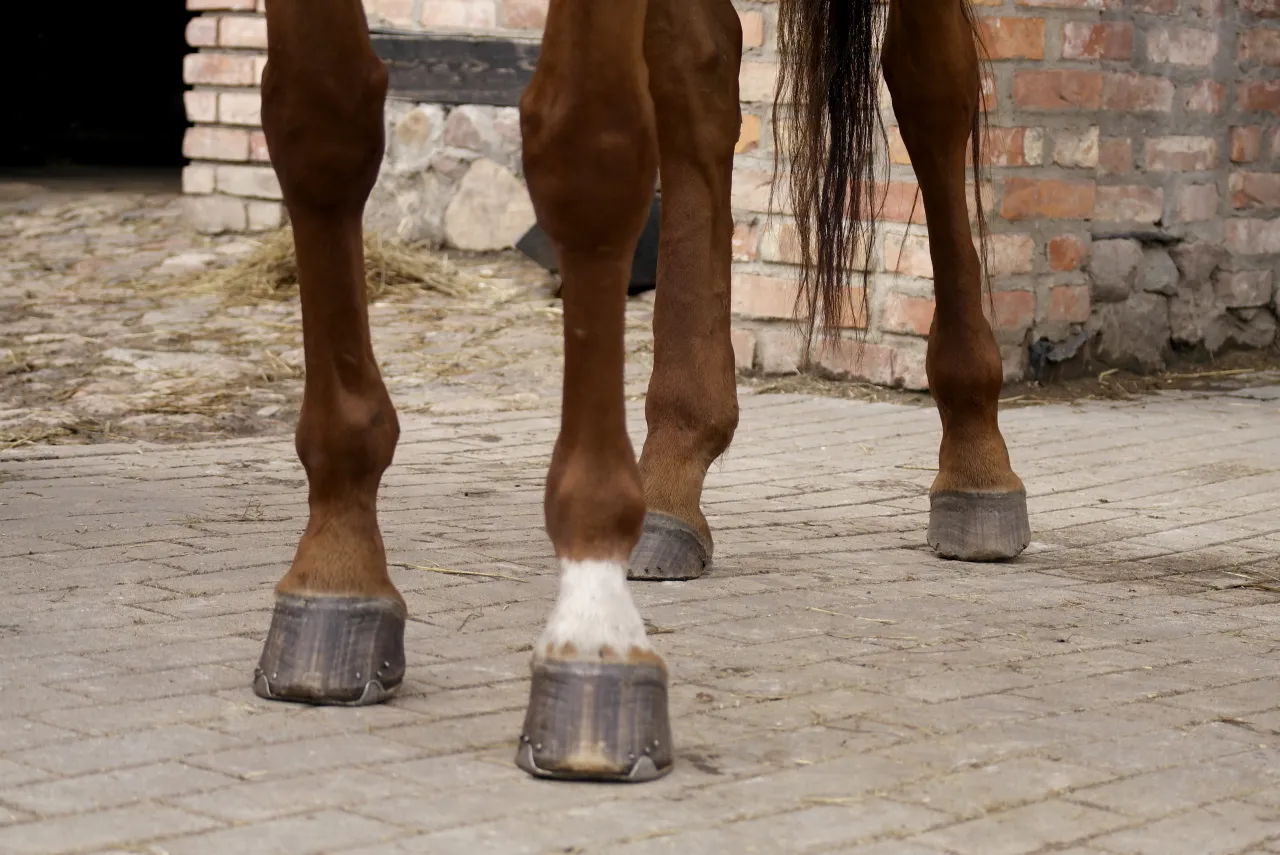koń bułany pręga grzbietowa pręgowanie na nogach