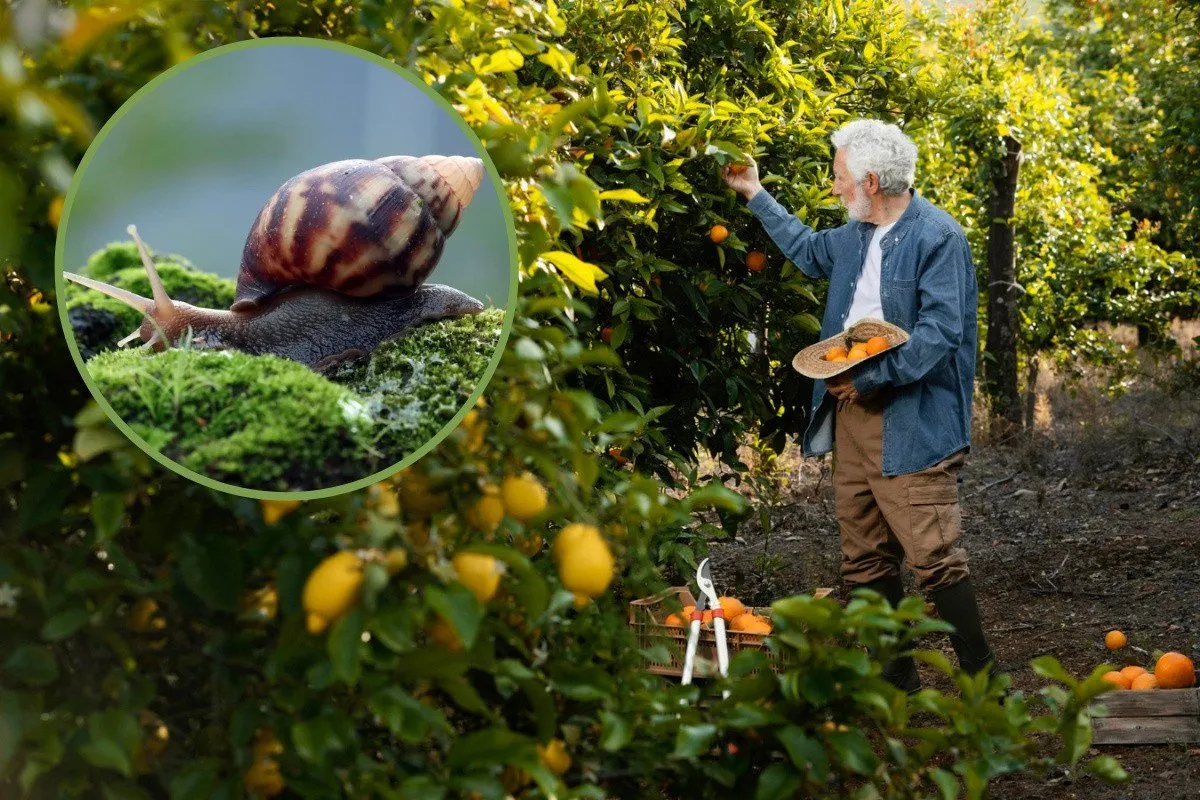 ślimak w ogrodzie ucieka