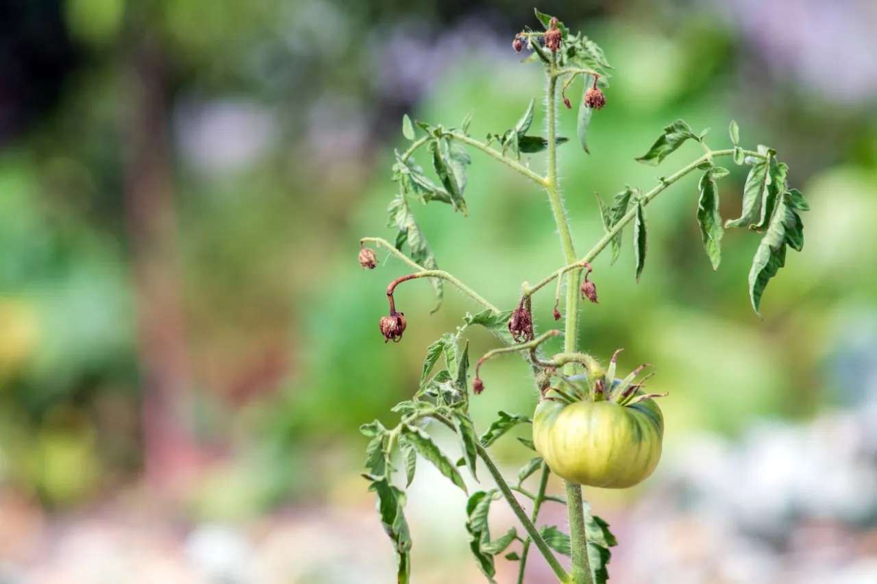 Zielony pomidor na łodydze, obok uschnięte kwiaty. Proces zapylania pomidor&oacute;w w ogrodzie.