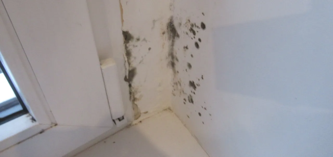 Grzyb w mieszkaniu odpowiedzialność sp&oacute;łdzielni