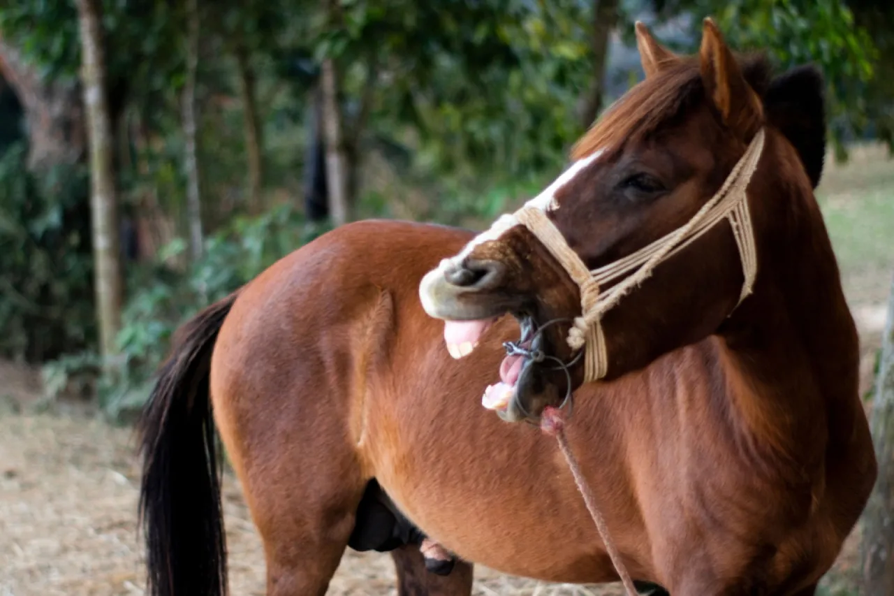 Koń z wyraźną mimiką, zapamiętujący coś