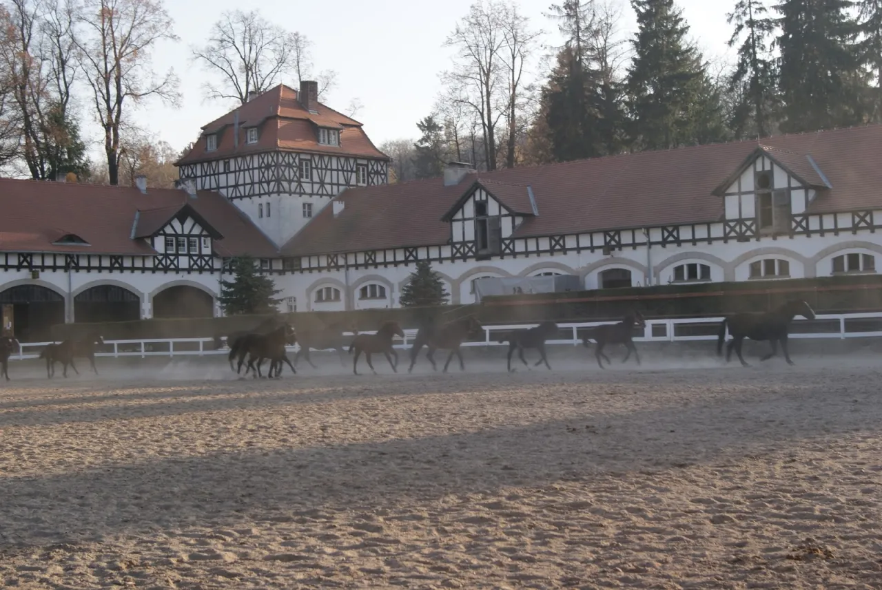 Stadnina Koni Książ konie śląskie