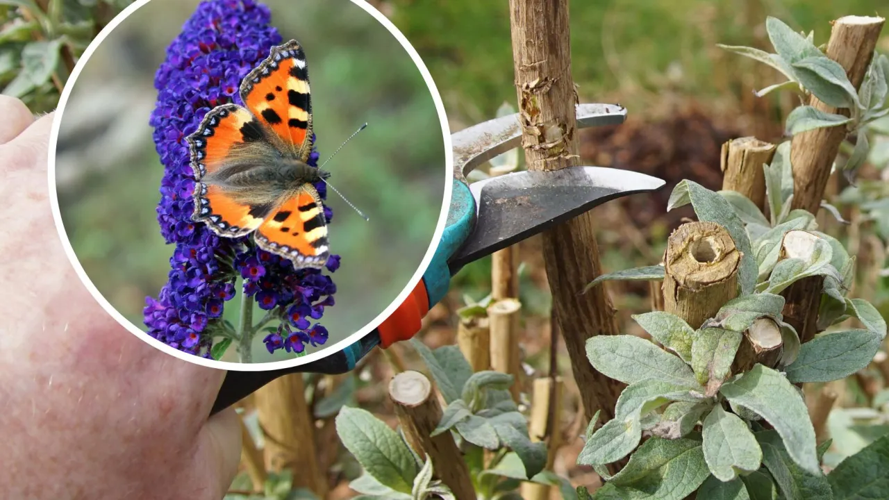 kalendarz przycinania budlei