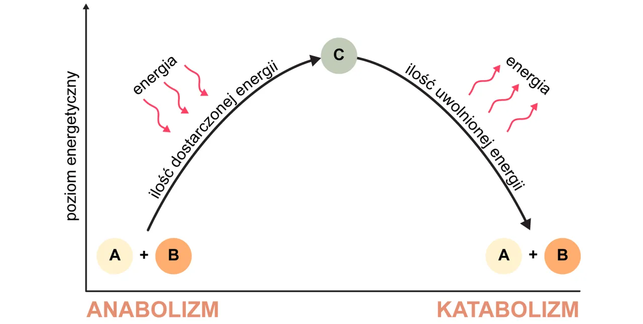 Wykres pokazuje, jak metabolizm, czyli procesy anaboliczne i kataboliczne, wpływa na poziom energii.