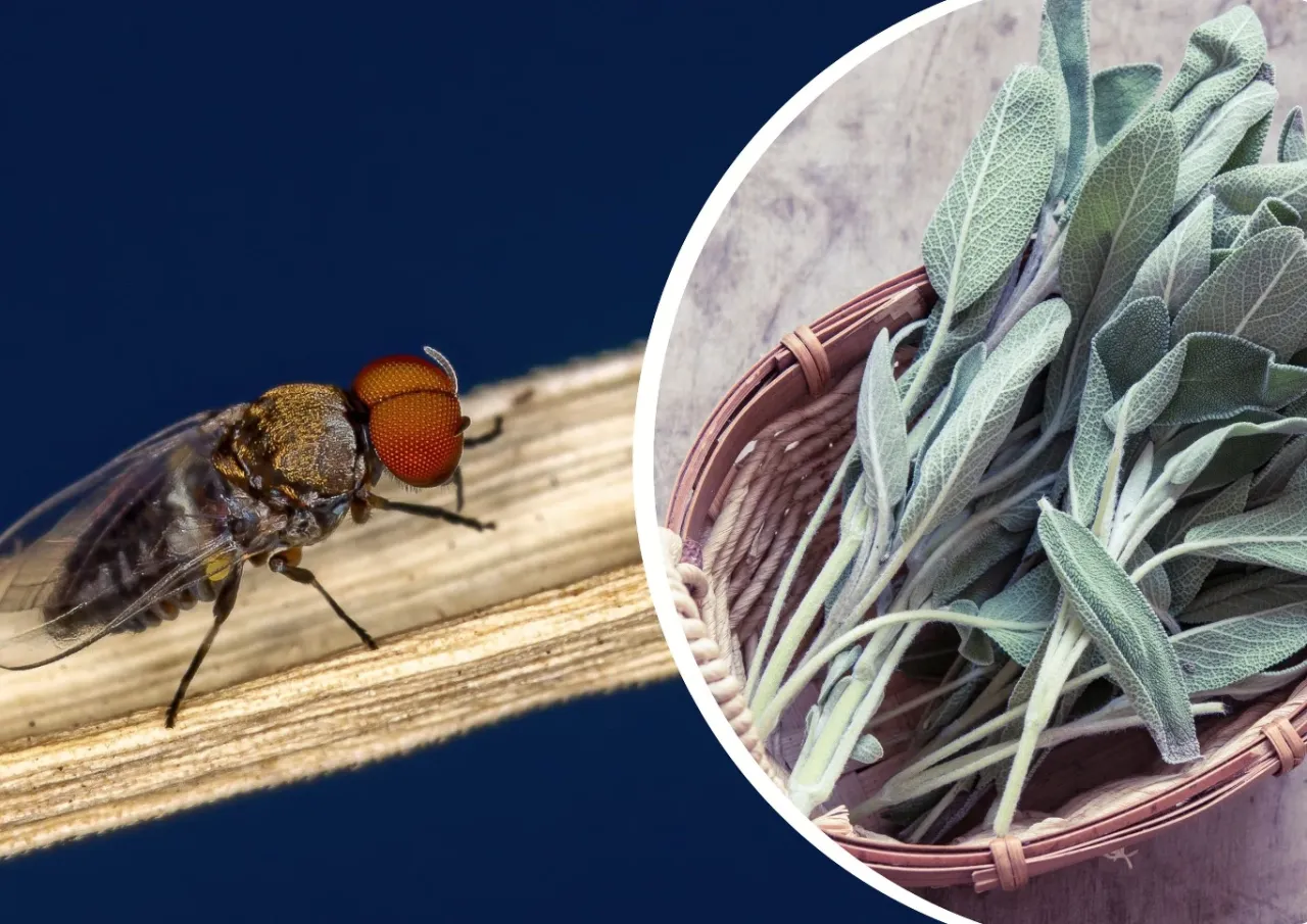 Preparaty chemiczne na meszki w ogrodzie