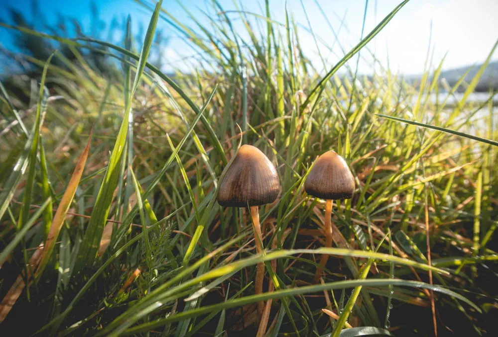 Łysiczka lancetowata Psilocybe semilanceata identyfikacja