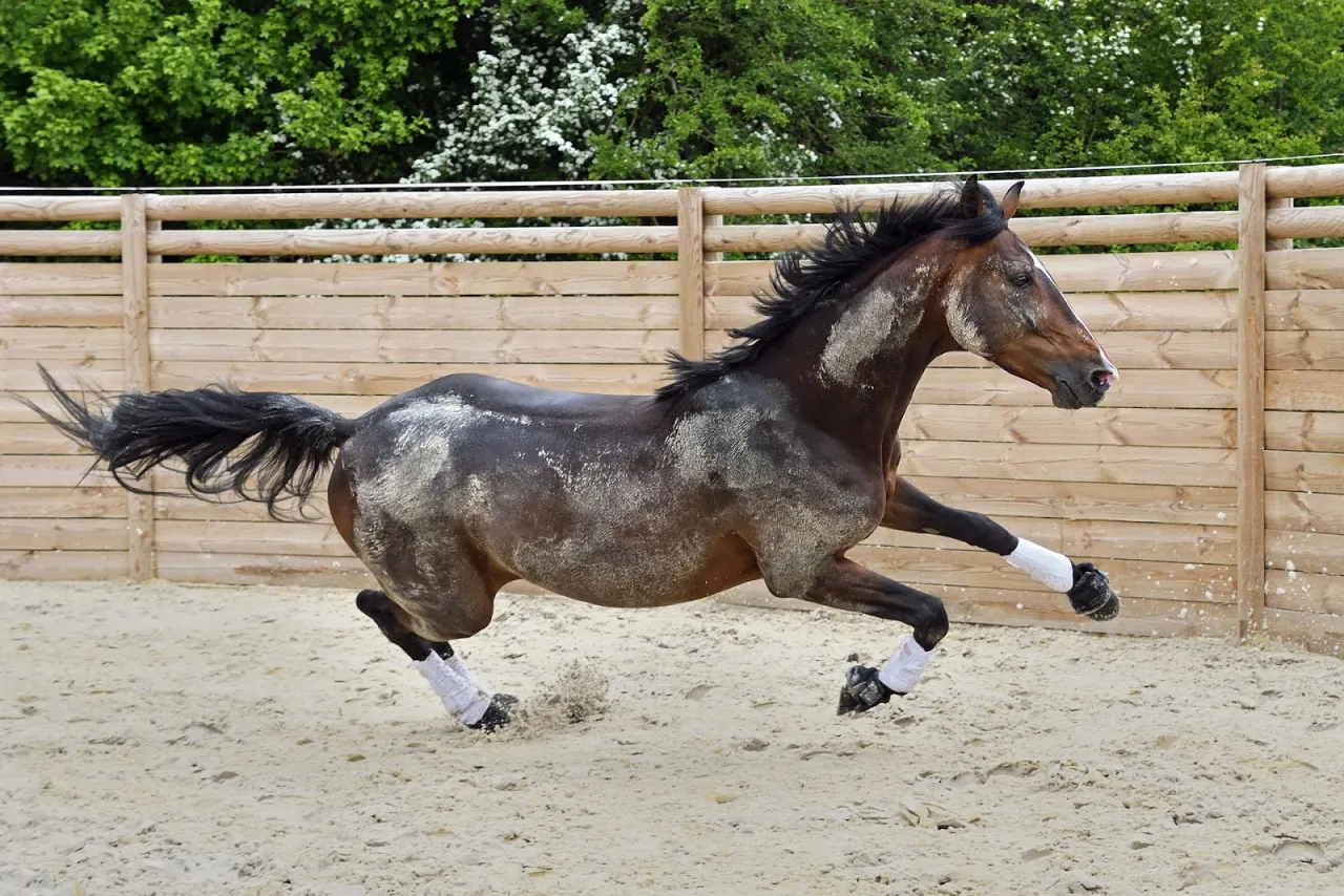 Potężny ogier w galopie